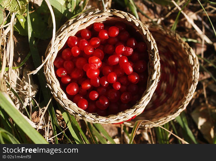 Berries