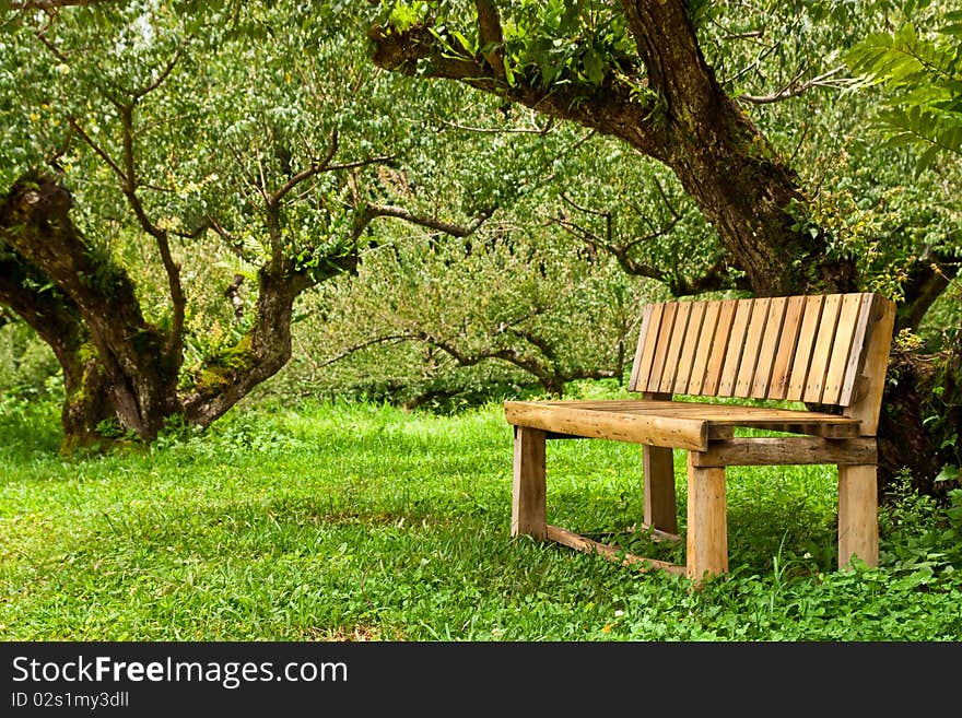 Wood Bench In Garden