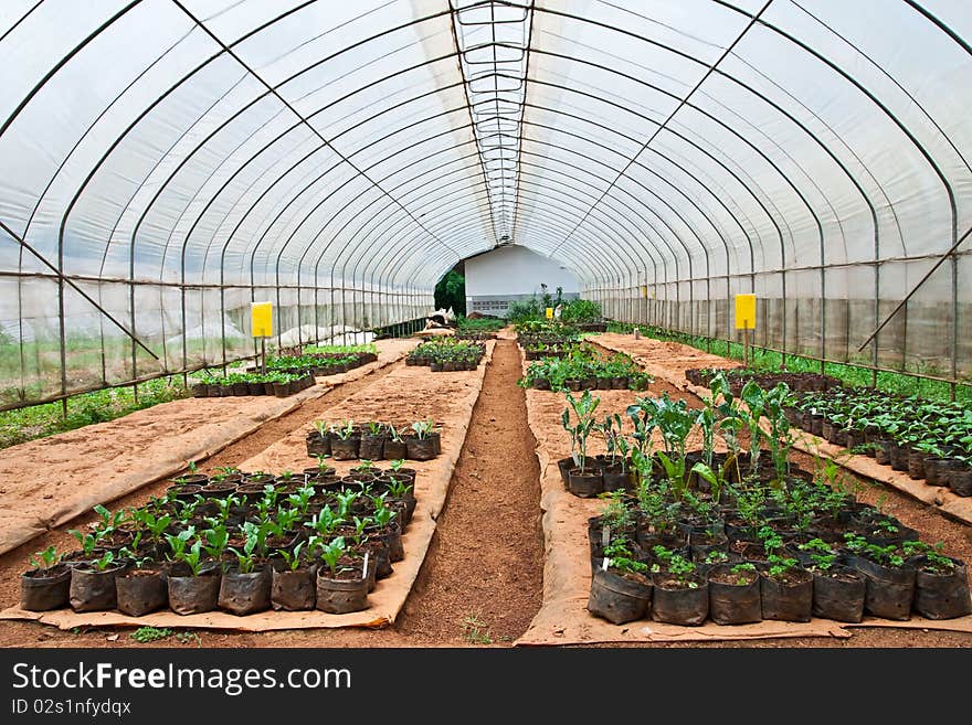 Vegetable Planting In Modern Farm