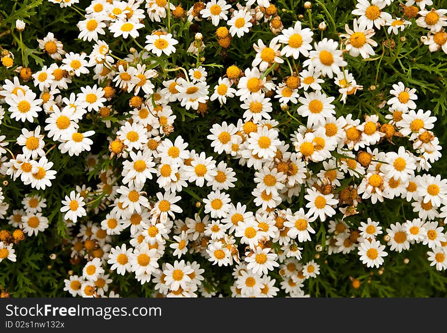 White tropical flower and green leaves. White tropical flower and green leaves