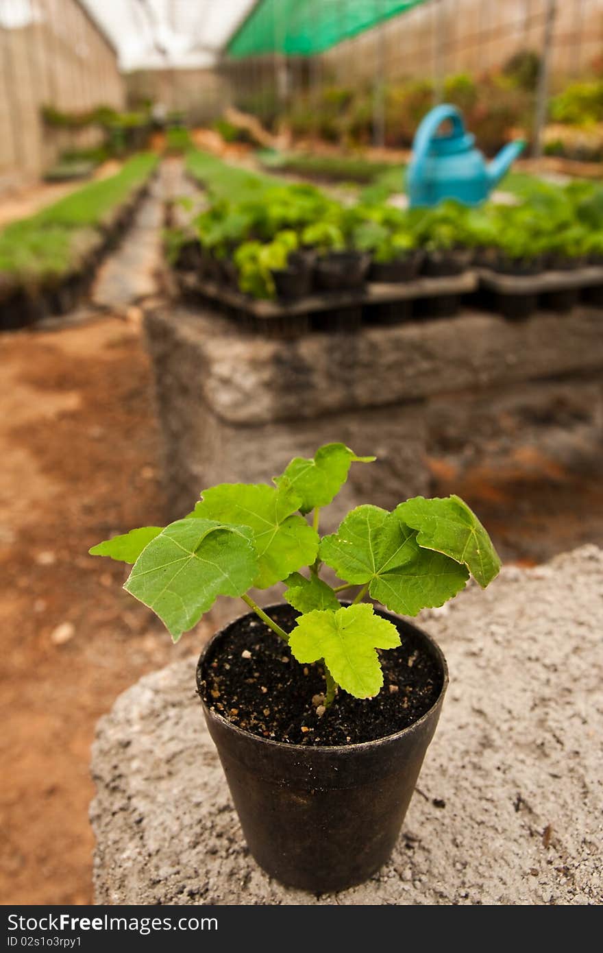 Vegetable Planting In Modern Farm