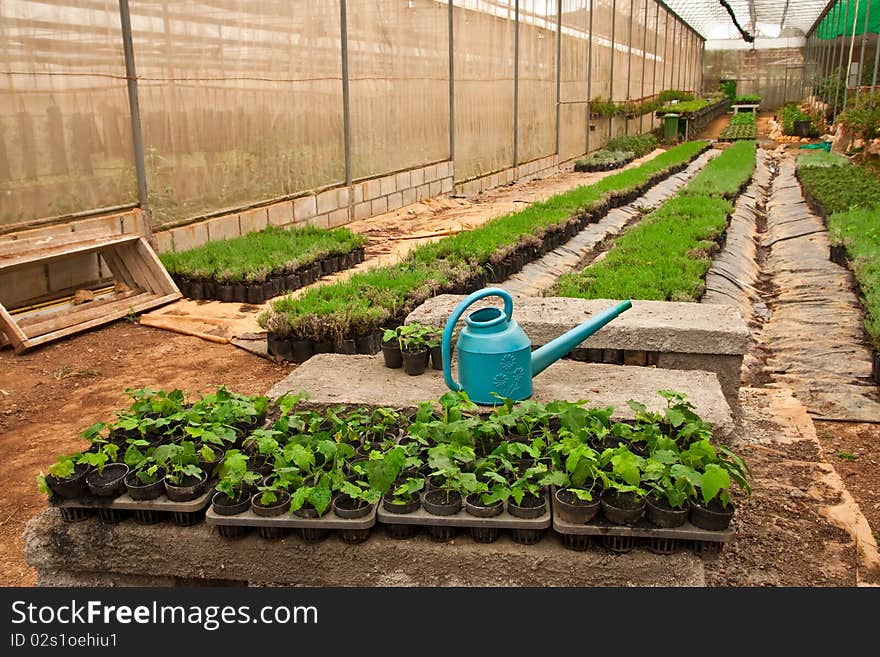 Vegetable planting in modern farm