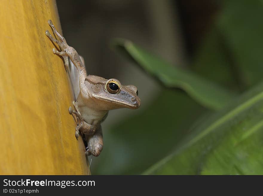 Northern tree frog (Polypedates mutus) in North of Thailand. Northern tree frog (Polypedates mutus) in North of Thailand.