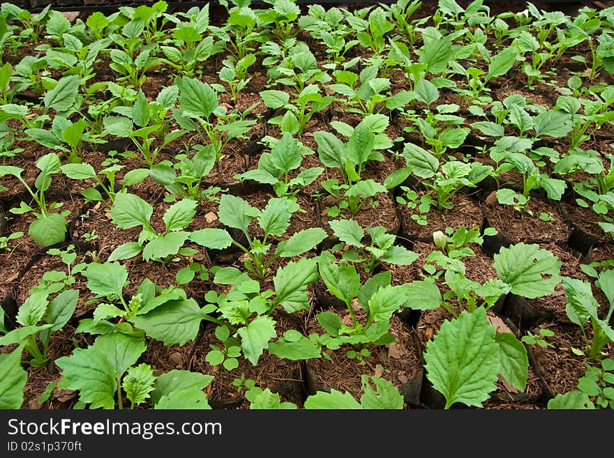 Vegetable planting in modern farm