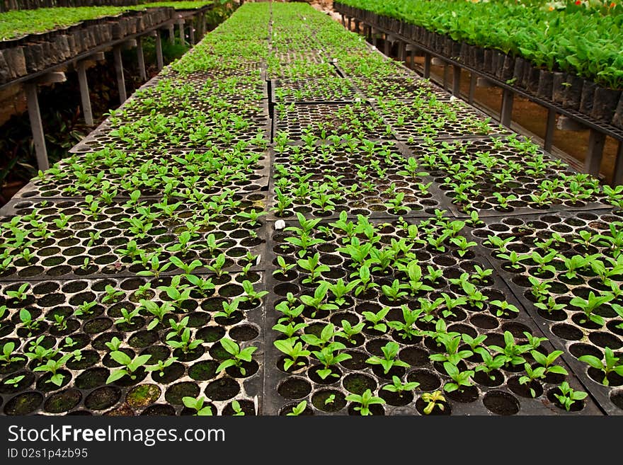 Vegetable planting in modern farm