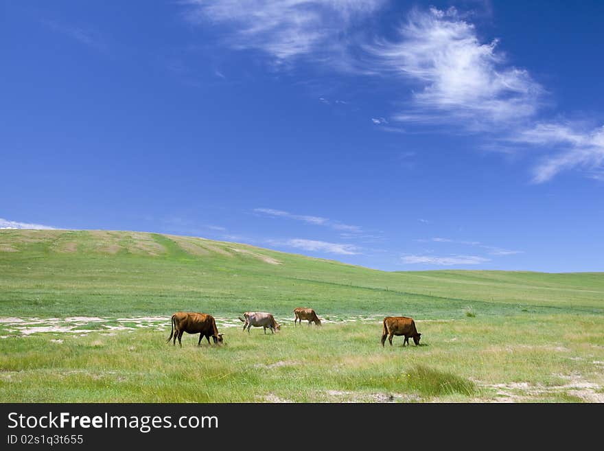 Cattle in summer prairies of Inner Mongolia, China. Cattle in summer prairies of Inner Mongolia, China