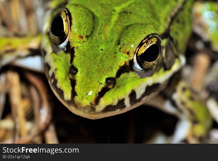 Moor Frog (Rana Arvalis) face macro shot close view