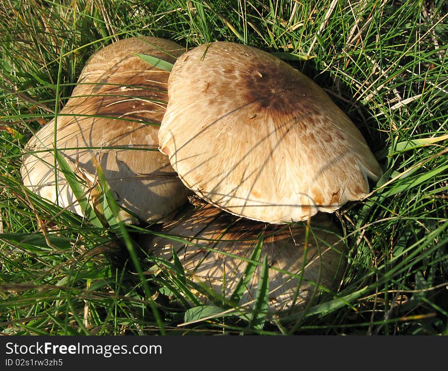 Mushroom, Agaricus urinascens. Edible, free wild food.