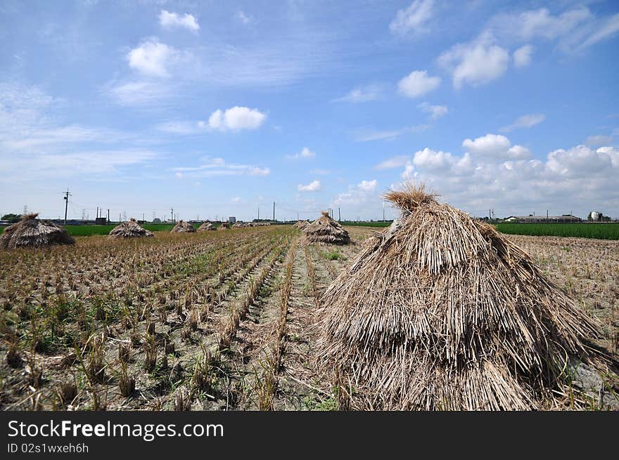 Several haystacks on the farm