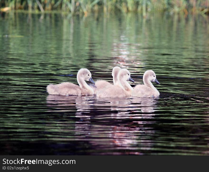 Three swan babies in the water