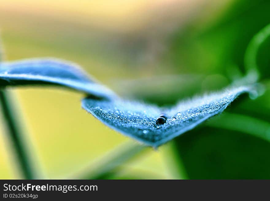 Capture the morning dews before the sunrise