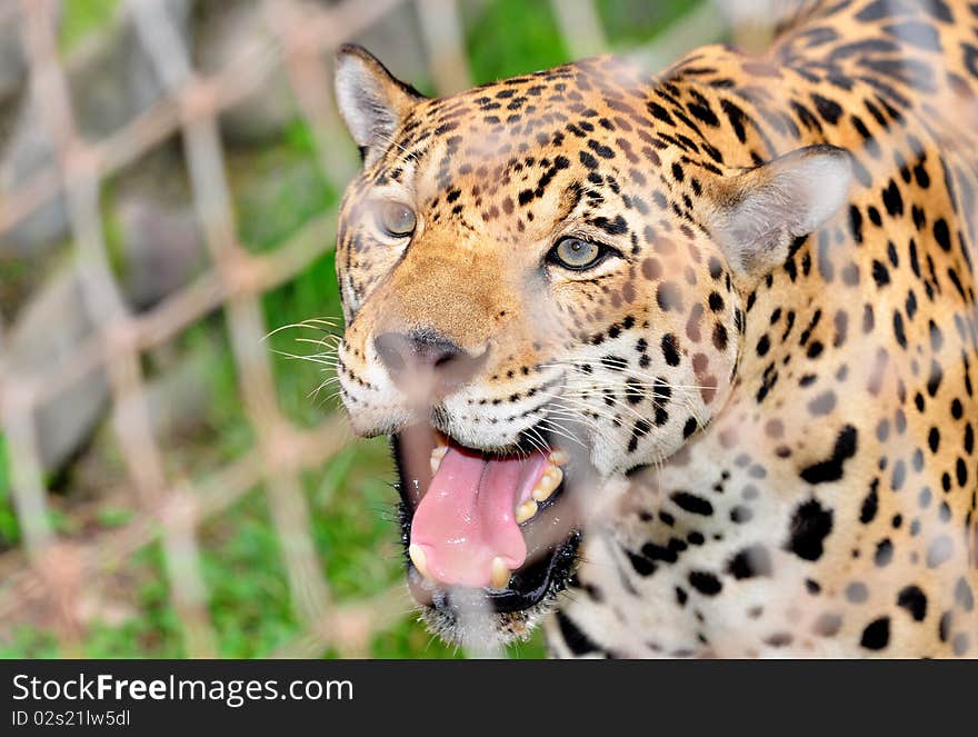 Indian cheetah in zoo jail