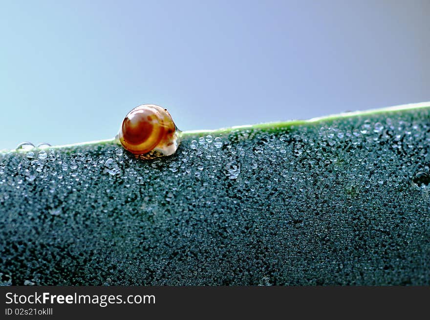 Morning Dew Mini Snail