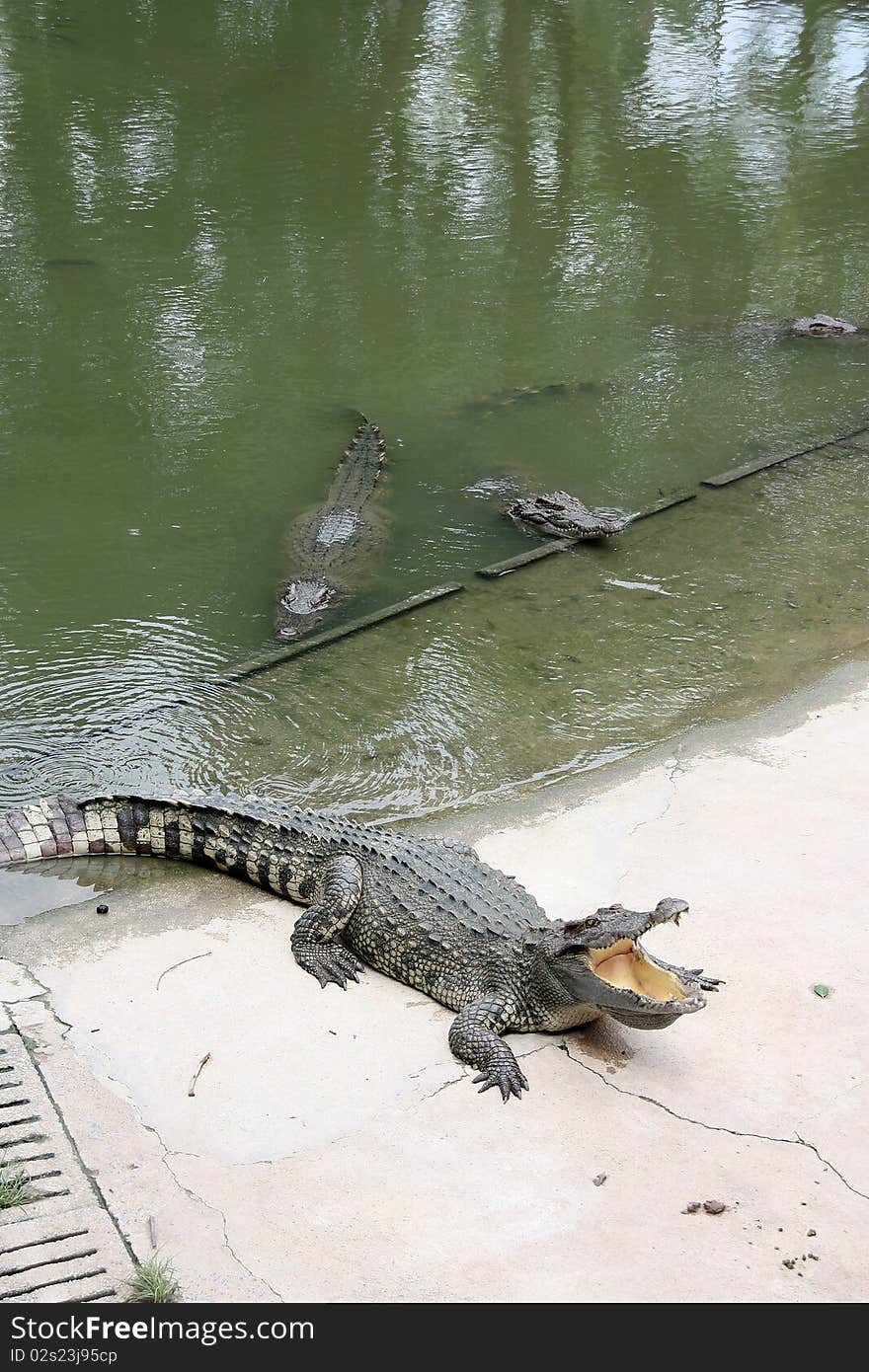 The crocodile it's in the crocodile farm.