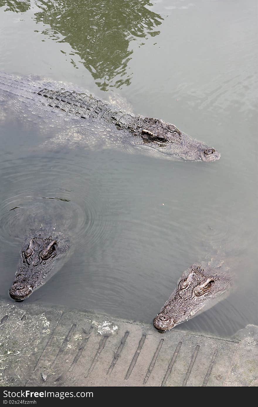 The crocodile it's in the crocodile farm.