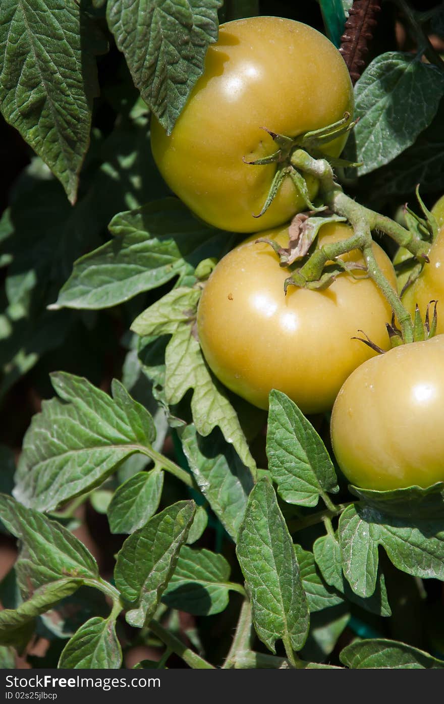 Tomatoes to gather in the field