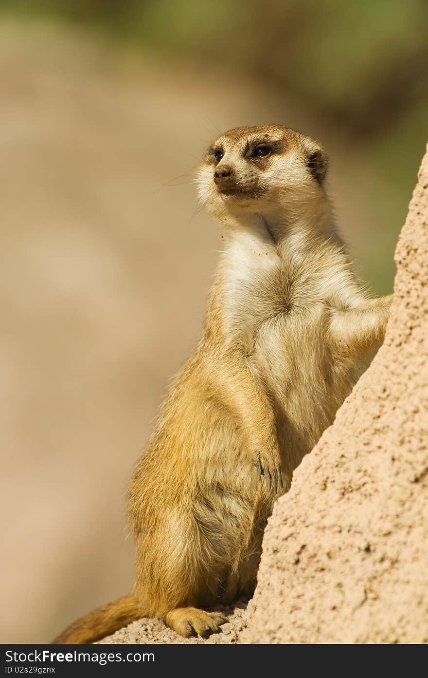 Suricata standing on a rock.