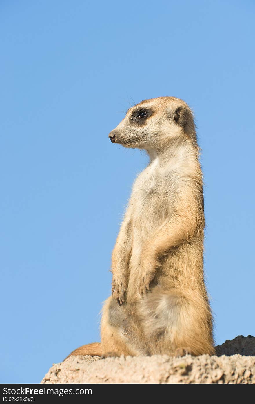 Suricata standing on a rock.