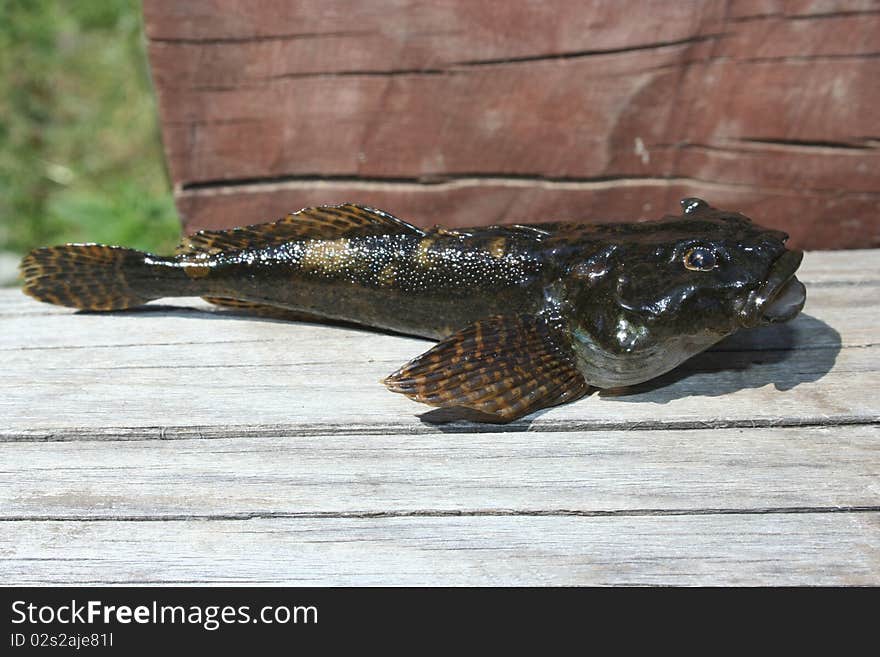 Bullhead