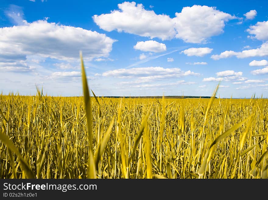 Field of wheat on a background