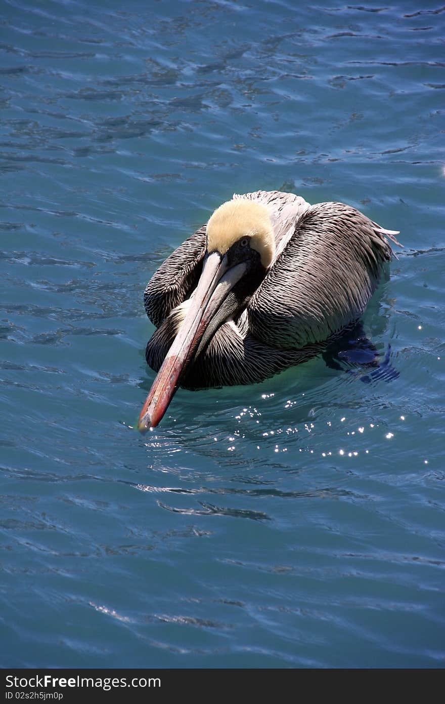 Pelican