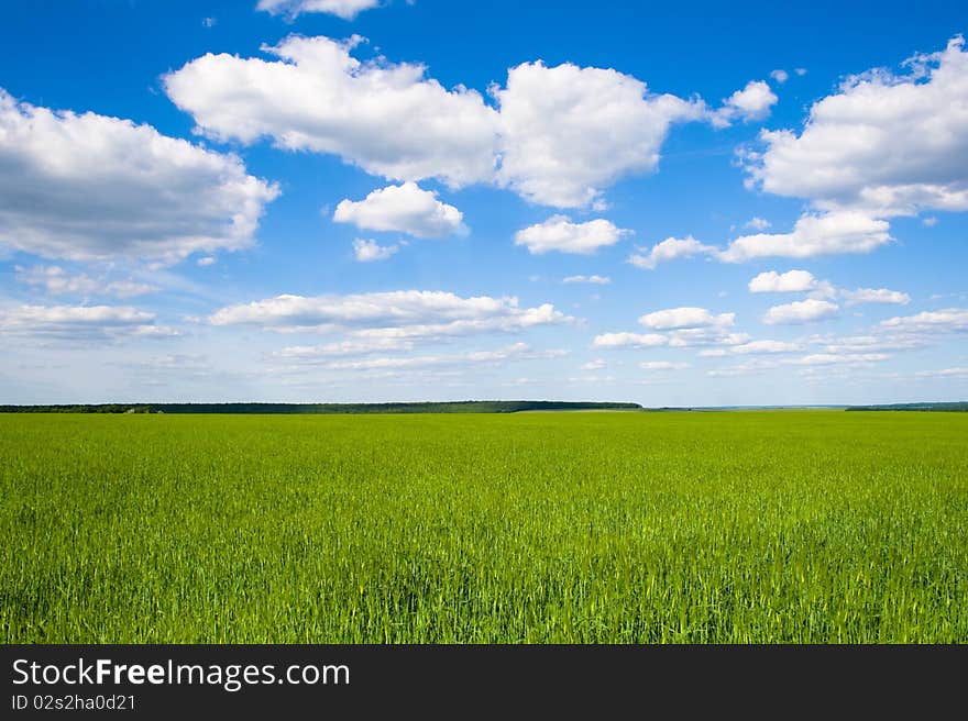 Field of wheat on a background