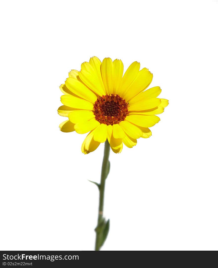 Yellow beautiful isolated camomile over white background