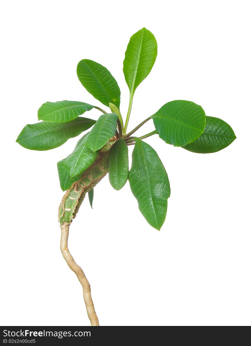 Green isolated tree over white background. Nature