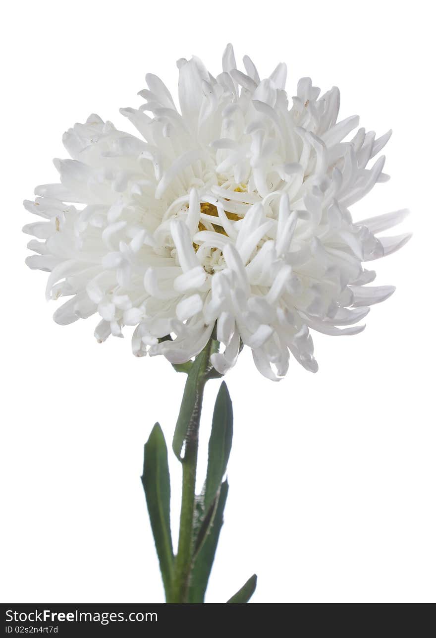 White isolated aster over white background. Nature. White isolated aster over white background. Nature