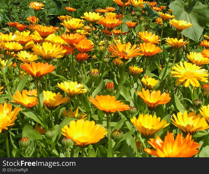 Beautiful yellow flowers and green grass. Nature