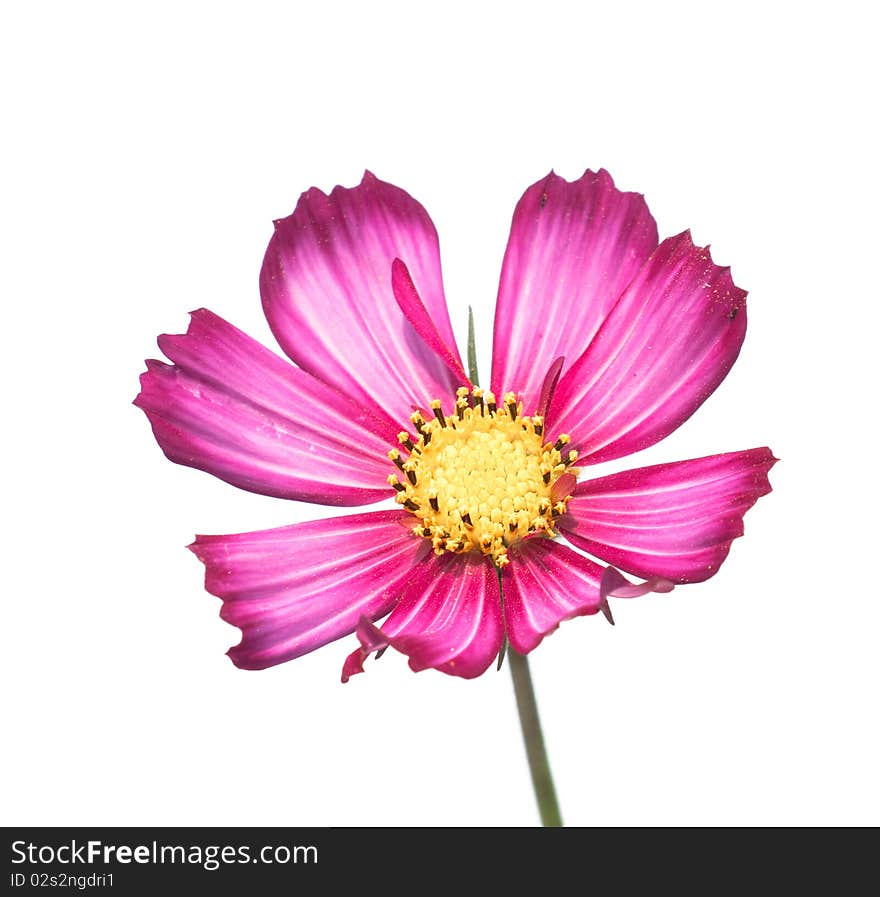 Red isolated camomile over white background. Nature