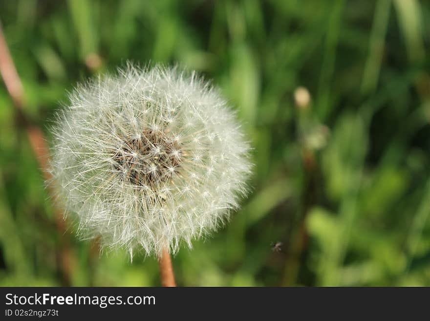 Dandelion on a green background