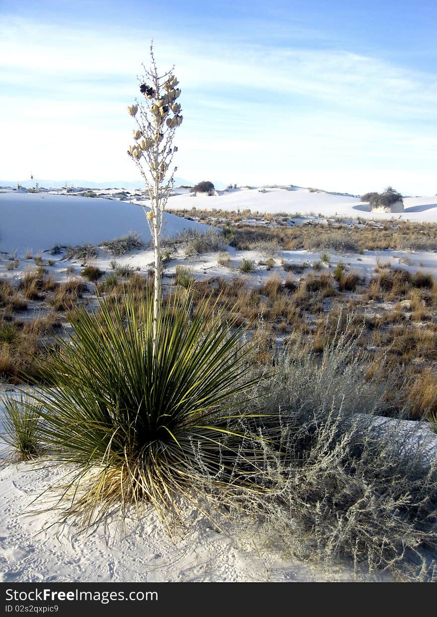 Yucca Plant At White Sands