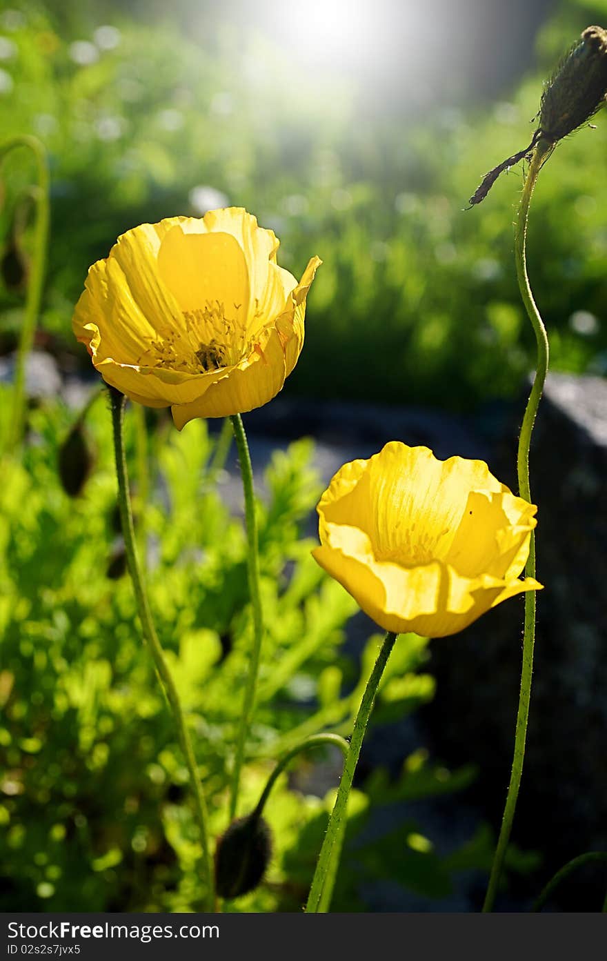 Eschscholzia californica in the garden