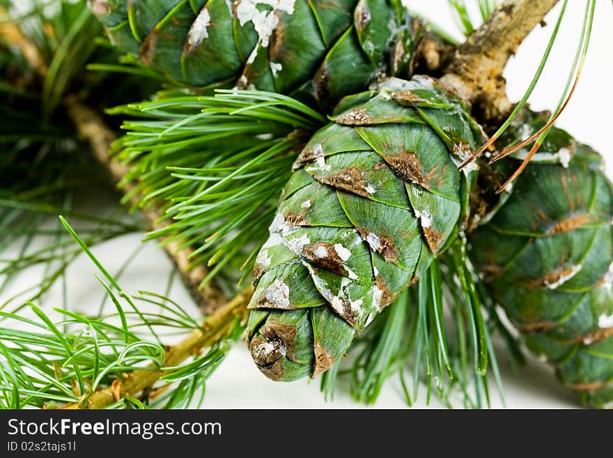 Pine cones for use in christmas decorations ,with