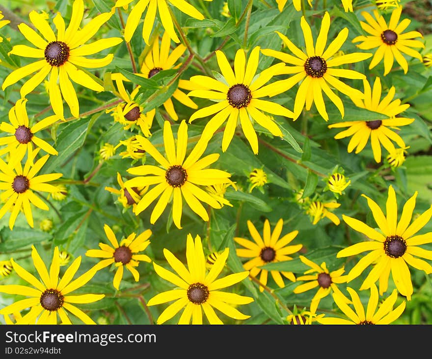 Rudbeckia maxima