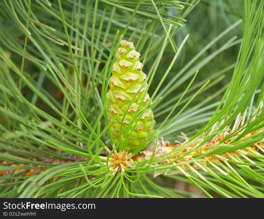 Cones