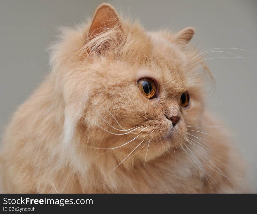 Close up orange persian cat. Close up orange persian cat