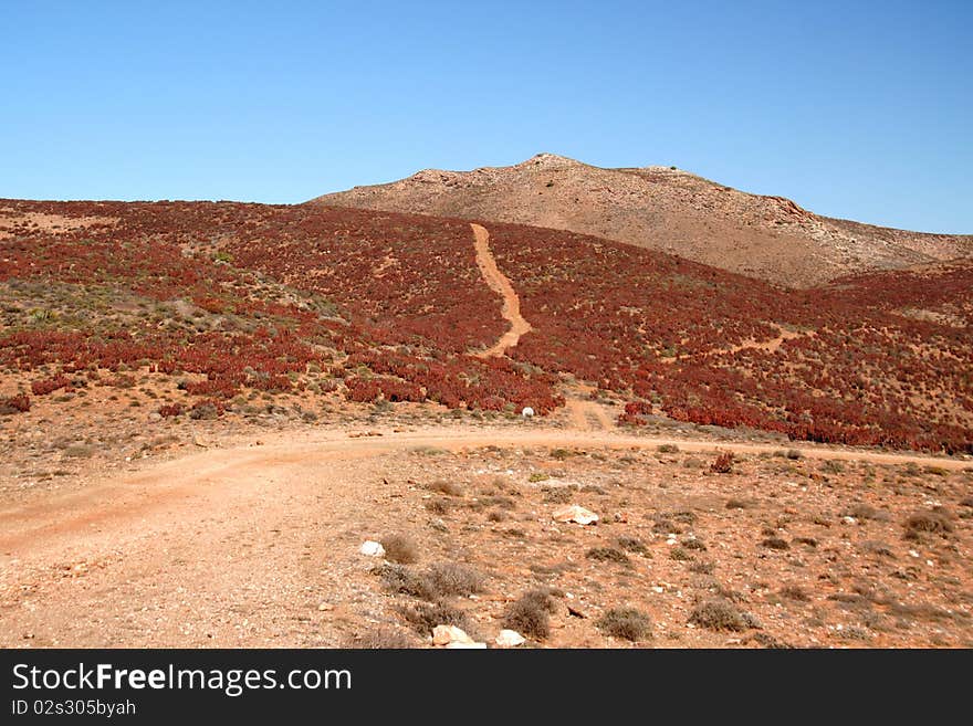 Richtersveld red aloes.