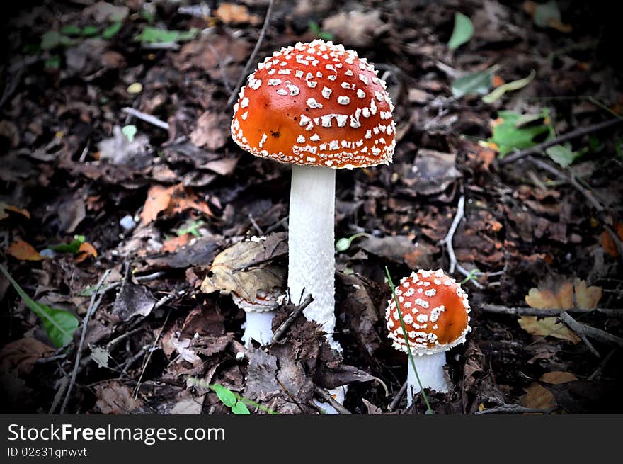 Orange toadstools in the forest