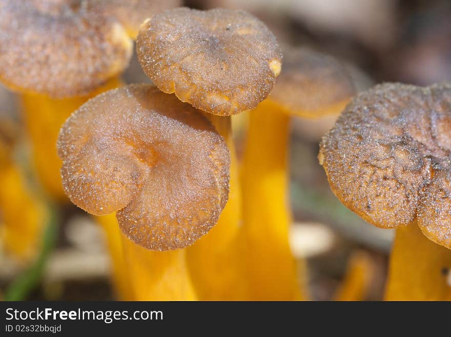 Golden Chanterelle, Cantharellus Aurora.