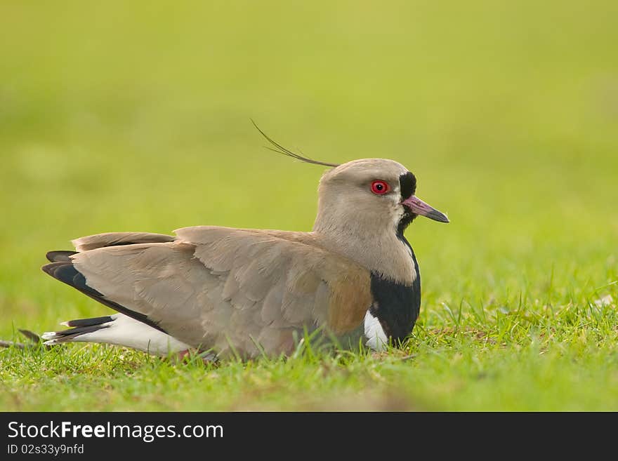 Southern Lapwing (Vanellus chilensis).