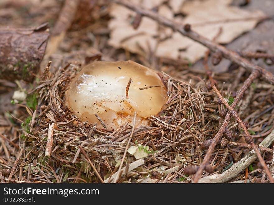 Witches egg, Phallus impudicus, embryo stage in nest of pine needles. Witches egg, Phallus impudicus, embryo stage in nest of pine needles.