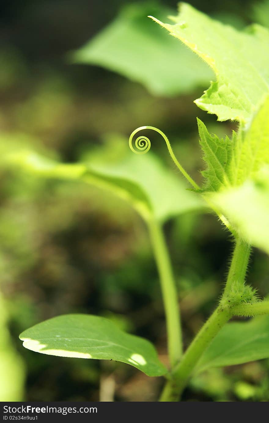 The curling vine of a cucumber plant. The curling vine of a cucumber plant