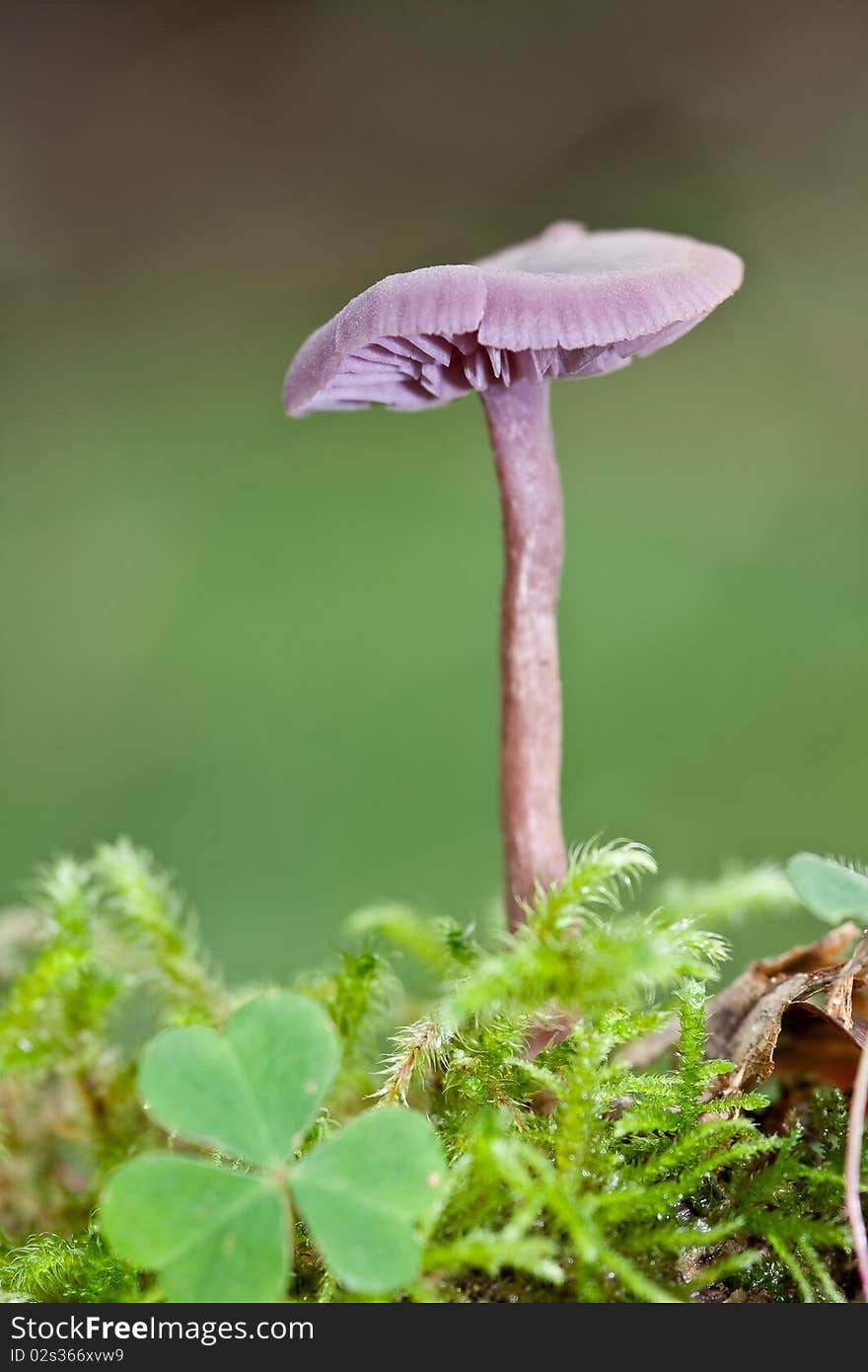 Amethyst deceiver.