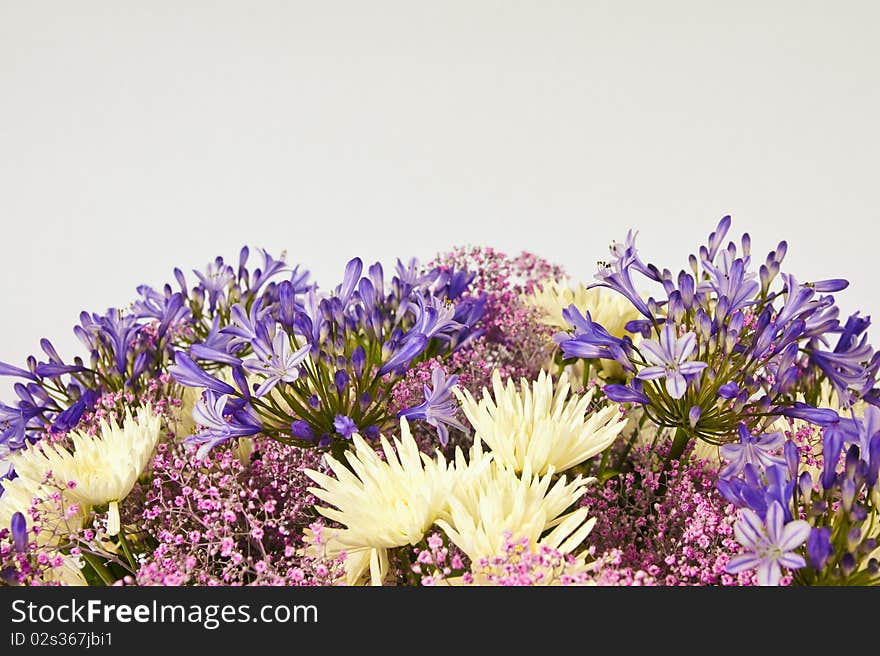 Chrysanthemum Flowers