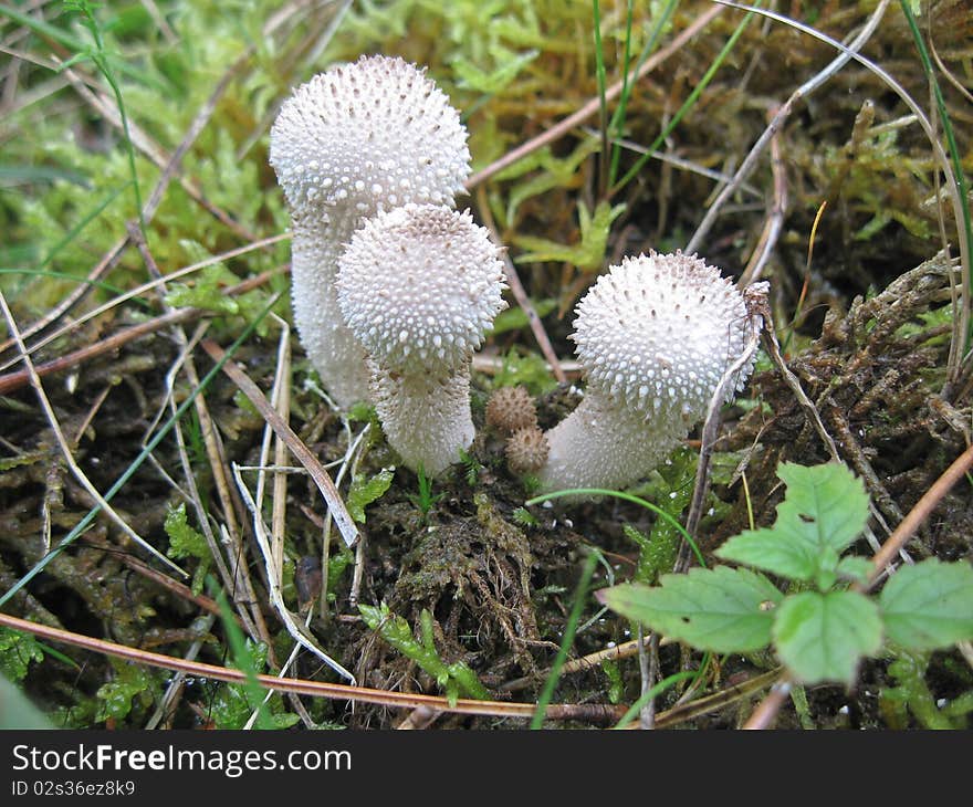 Common puffballs.