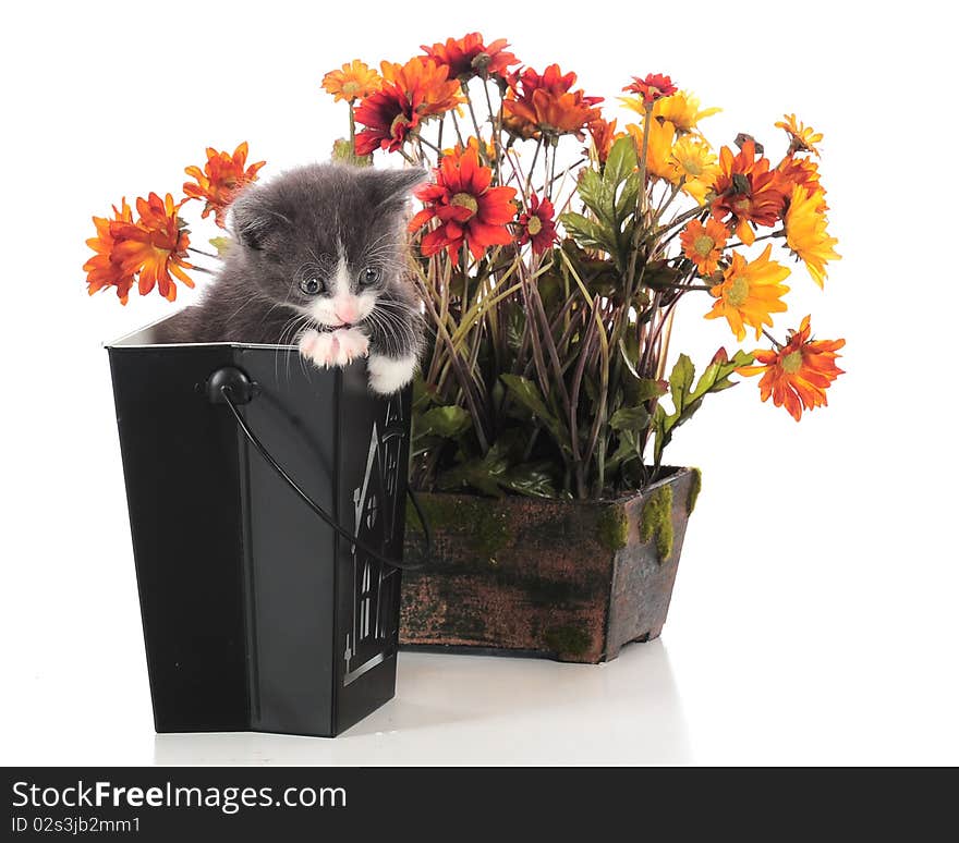 An adorable kitten climbing out of a black Halloween container in front of a pot of fall flowers.  Isolated on white. An adorable kitten climbing out of a black Halloween container in front of a pot of fall flowers.  Isolated on white.