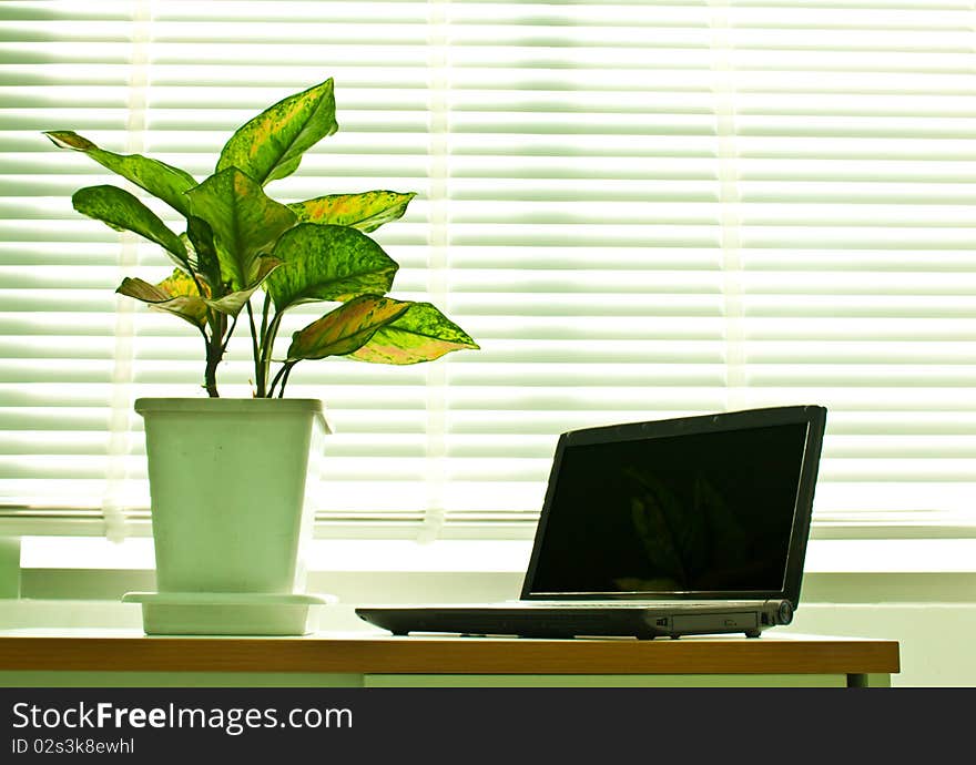 Notebook and plant near office window. Notebook and plant near office window