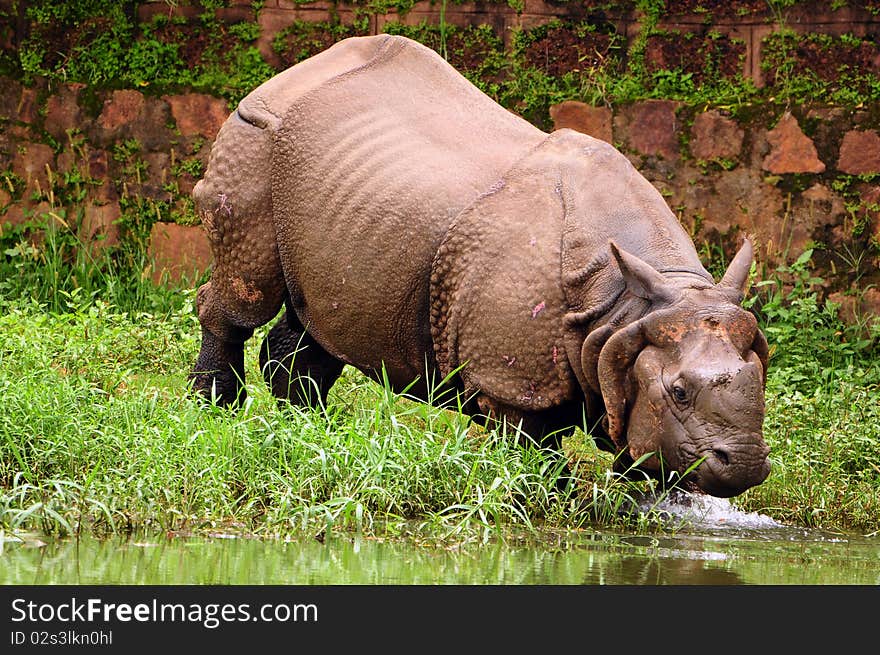 Indian one horned rhinoceros taking a plunge into the river for a bath. Indian one horned rhinoceros taking a plunge into the river for a bath